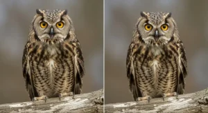 owl hooting in the morning spiritual meaning