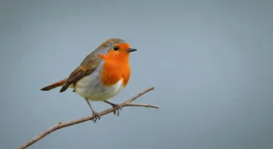 robin spiritual meaning