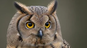 seeing an owl during the day superstition