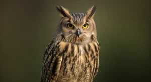 seeing an owl in the daytime meaning