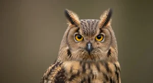 seeing an owl in the daytime meaning what it tells you