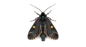 spiritual meaning of black moth in the house christianity