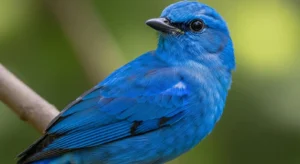 what does it mean when you see a blue bird explained