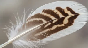 feathers from birds such as the little bunting, brown creeper, skylark, or brown thrasher carry unique meanings.