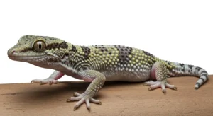 spiritual meaning of gecko in the house