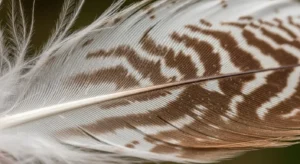 white and brown feather meaning