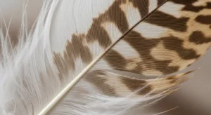white and brown feather meaning 7 powerful spiritual signs